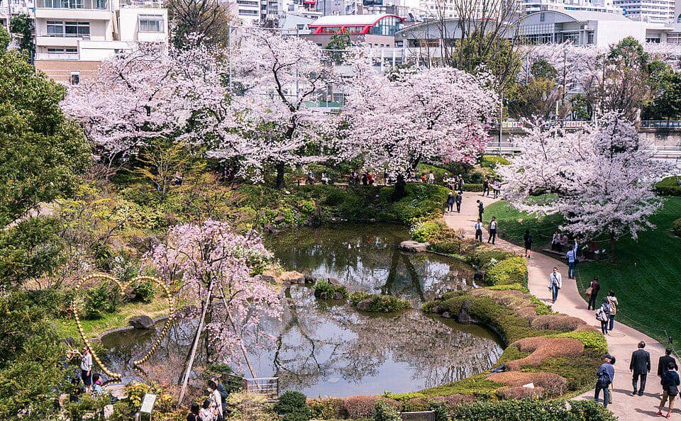 ilustrasi festival hanami