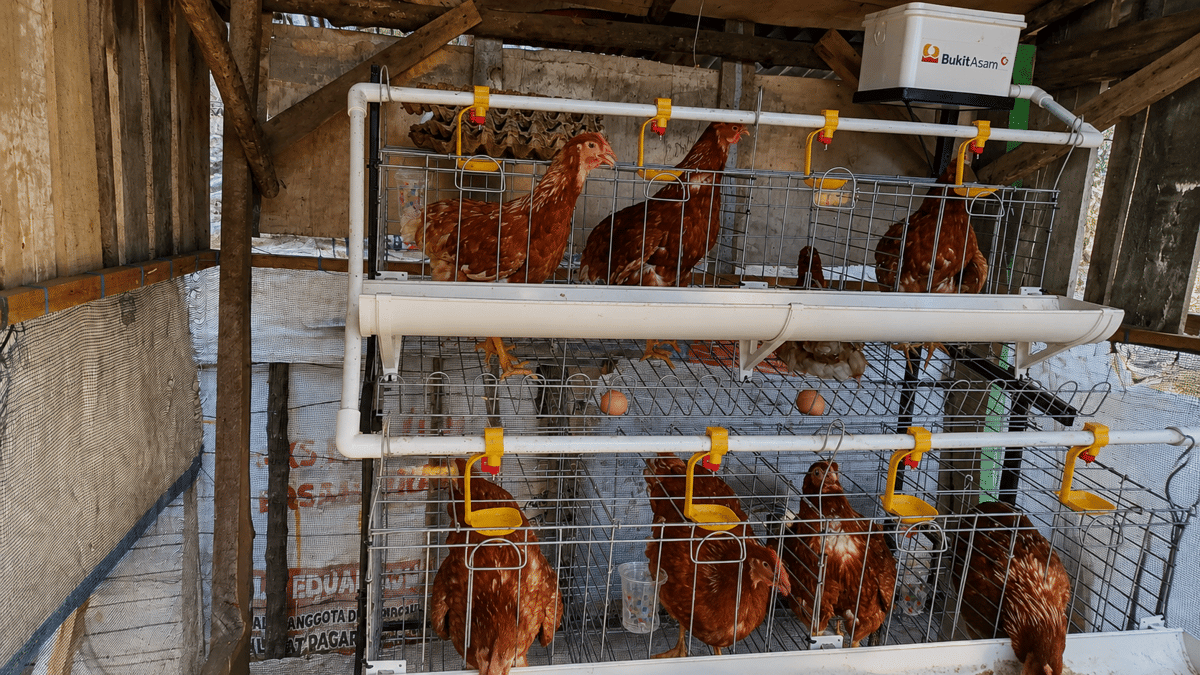 Ayam petelur milik warga penerima program CSR PTBA dipelihara sebagai bagian dari pengembangan usaha ternak.
