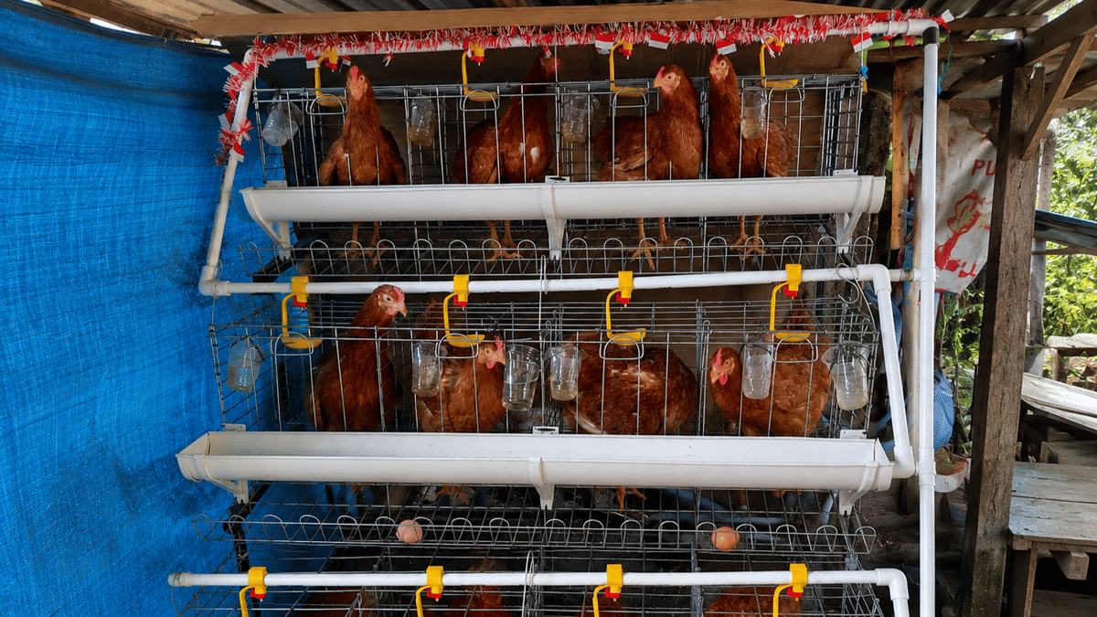 Potret Amat Surman, peternak ayam petelur di Lahat, dalam dokumentasi resmi PTBA terkait kegiatan peternakan.
