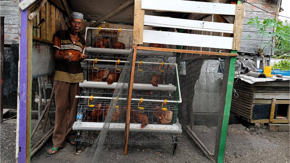 Ayam Mulai Bertelur, Warga Lahat Berharap Punya Penghasilan Sendiri