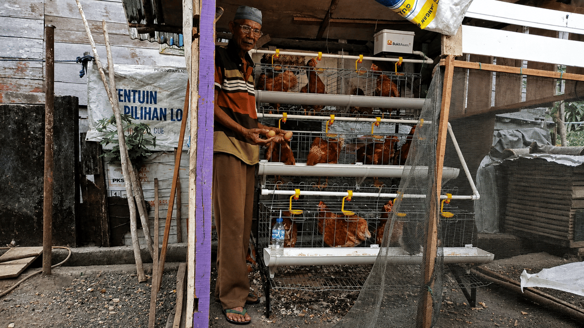 Amat Surman, peternak ayam petelur di Lahat, bersama ayam ternaknya di lingkungan peternakan setempat.