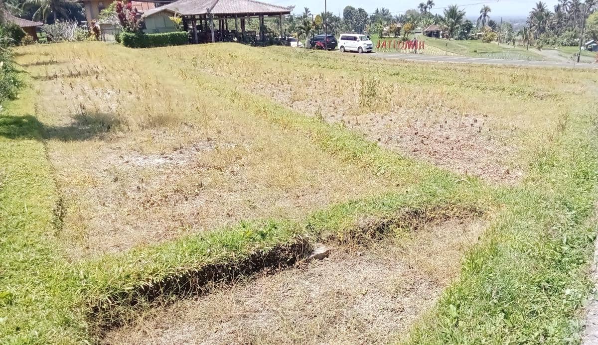Debit Air Menurun, Petani Desa Jatiluwih Tabanan Pilih Tanam Tomat