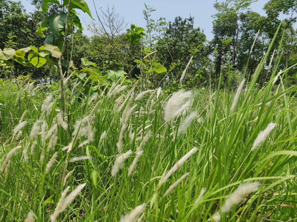 Imperata cylindrica