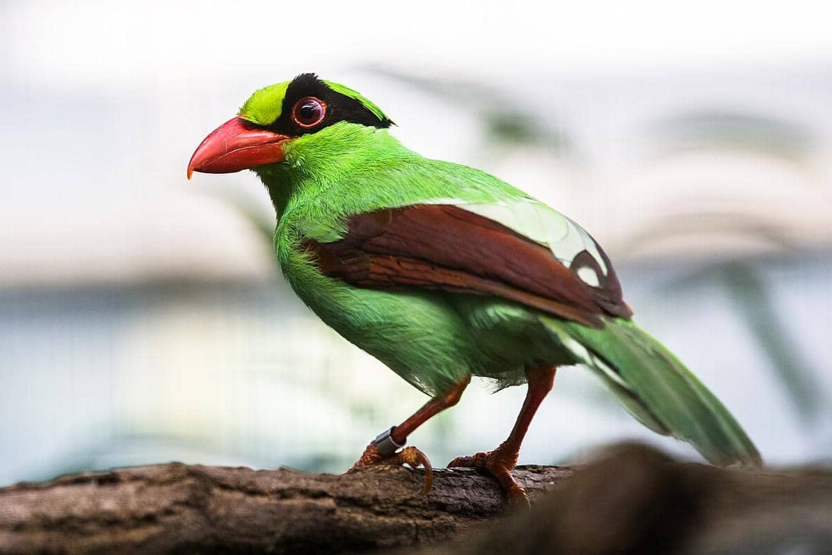 7 Fakta Burung Ekek, Kilau Zamrud Indonesia yang Perlu Dijaga
