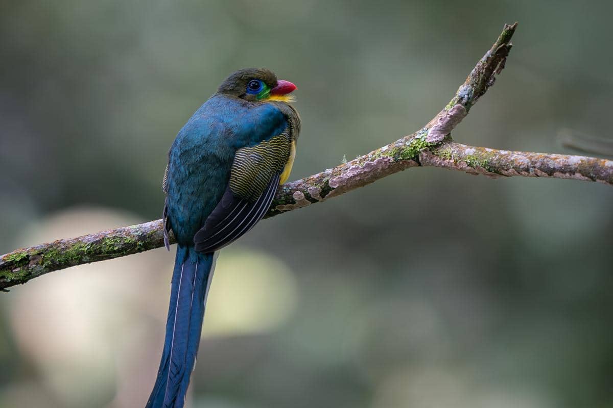 Burung luntur jawa bertengger di pohon di Gunung Kemulan, Jawa Tengah. 