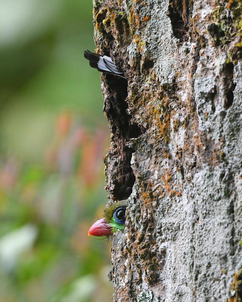 Burung luntur jawa sedang mengerami telur.