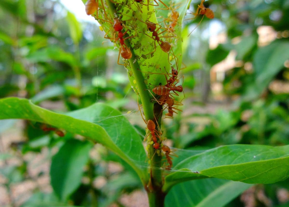 Semut arboreal 