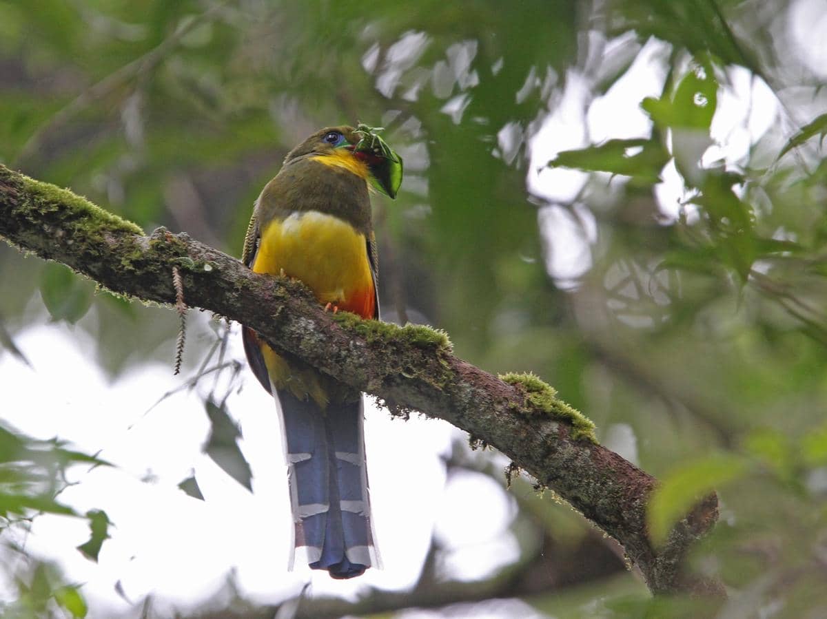 Burung luntur jawa menangkap serangga berukuran besar.