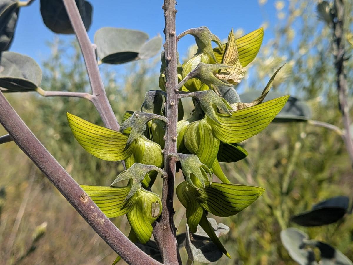 crotalaria cunninghamii