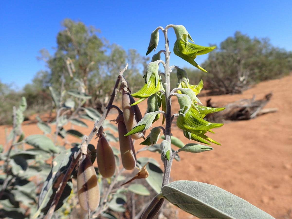 crotalaria cunninghamii
