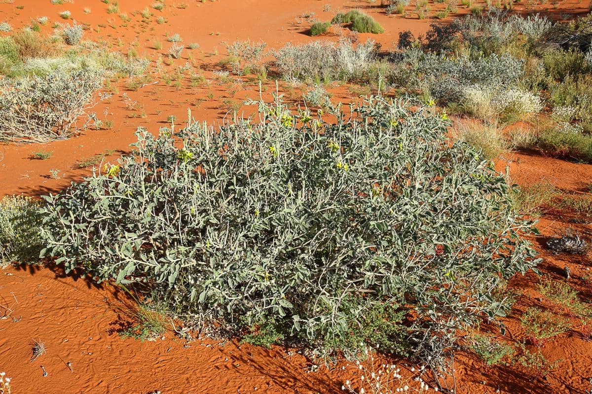 crotalaria cunninghamii
