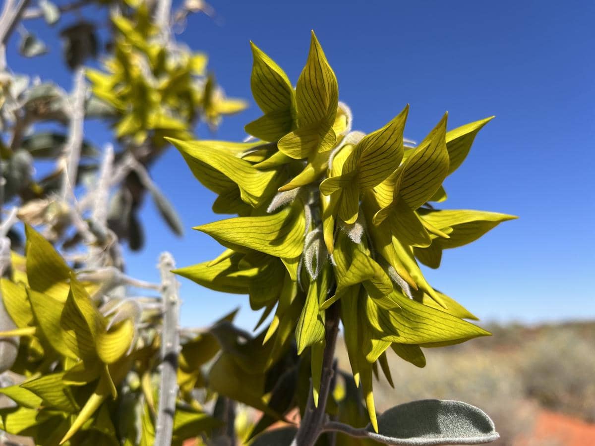 crotalaria cunninghamii