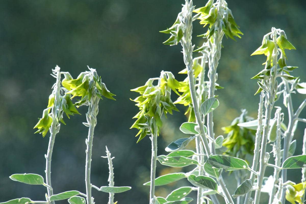 crotalaria cunninghamii