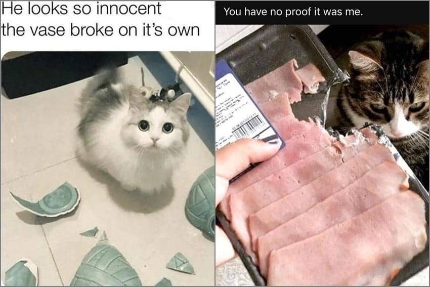 8 Meme Kucing Gak Merasa Bersalah, Ada Bukti di Depan Mata