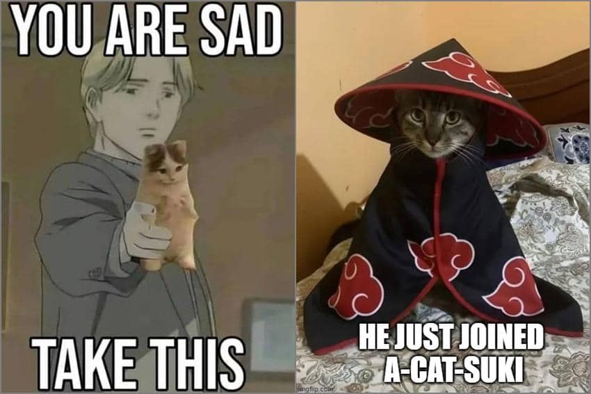 8 Meme Kucing Tema Anime, Ada yang Gabung Akatsuki?