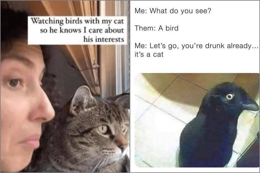 8 Meme Kucing tentang Burung, Suka Banget Ngelihatin