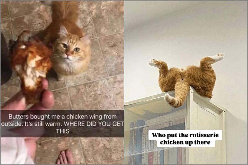 8 Meme Kucing tentang Ayam, Malah Nyuri Ayam Goreng Tetangga