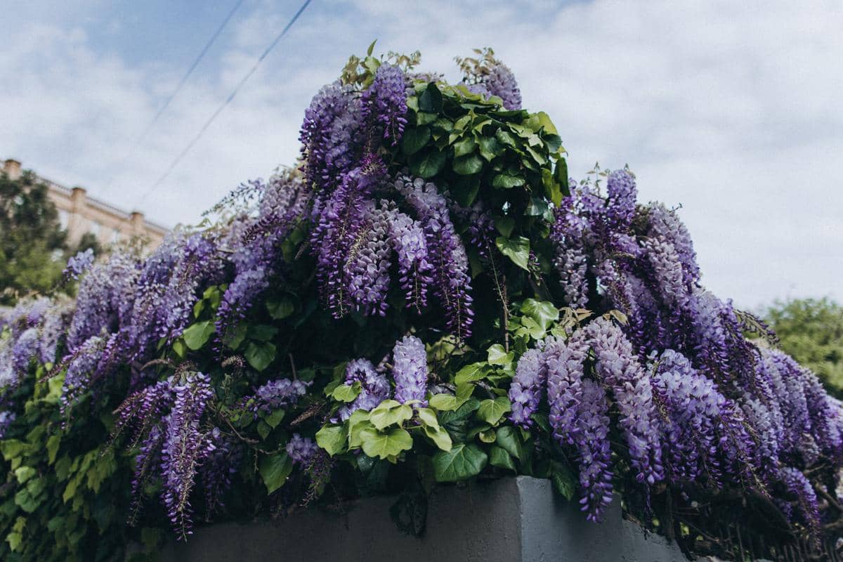 ilustrasi wisteria