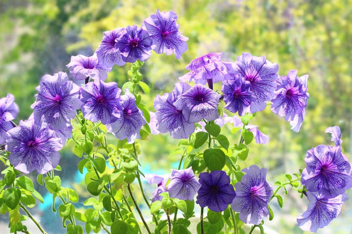 ilustrasi petunia