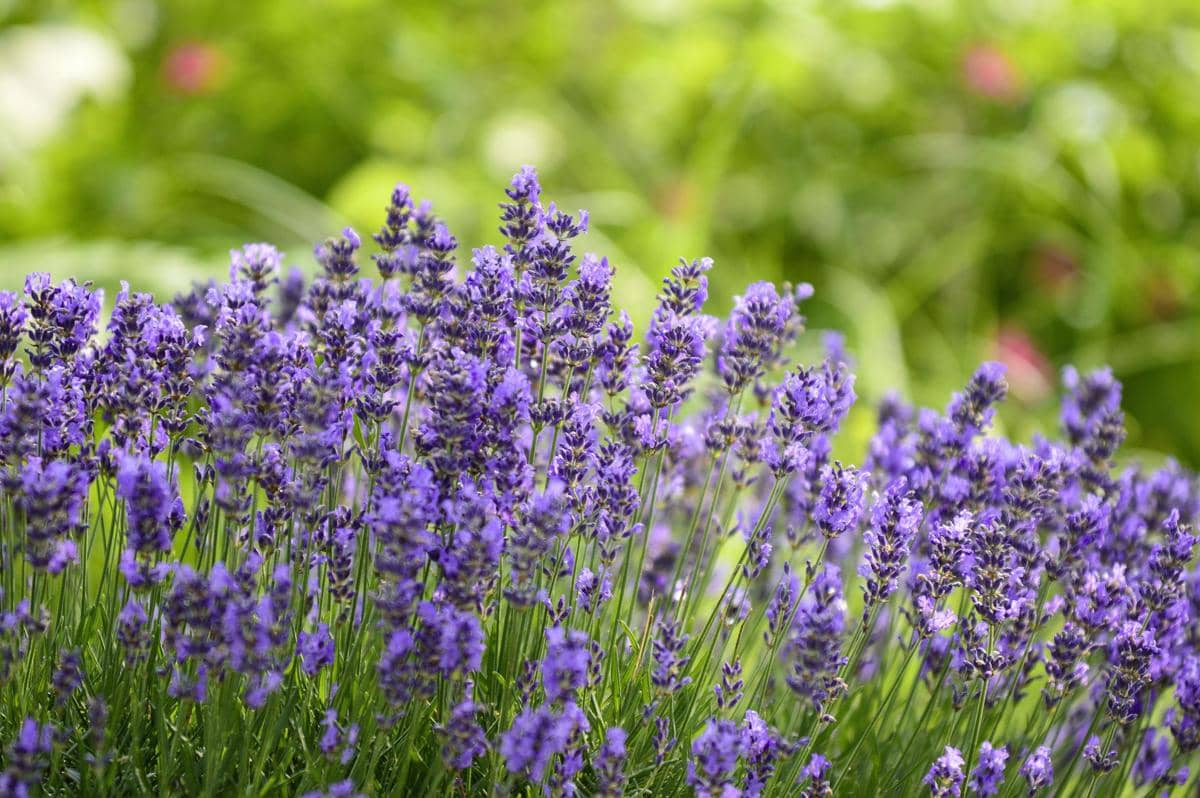 ilustrasi lavender