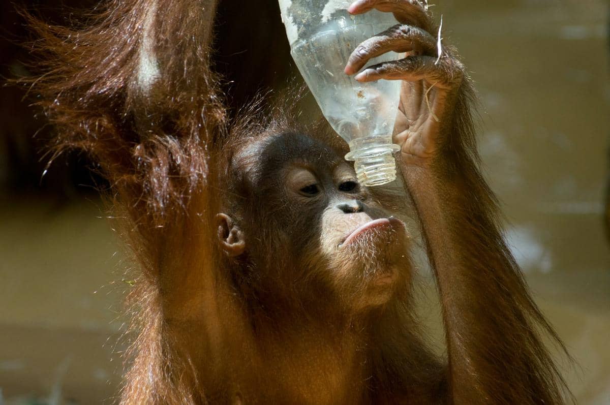 ilustrasi orang utan yang sedang kehausan