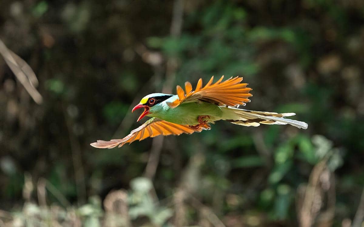 Burung ekek layongan sedang melayang.