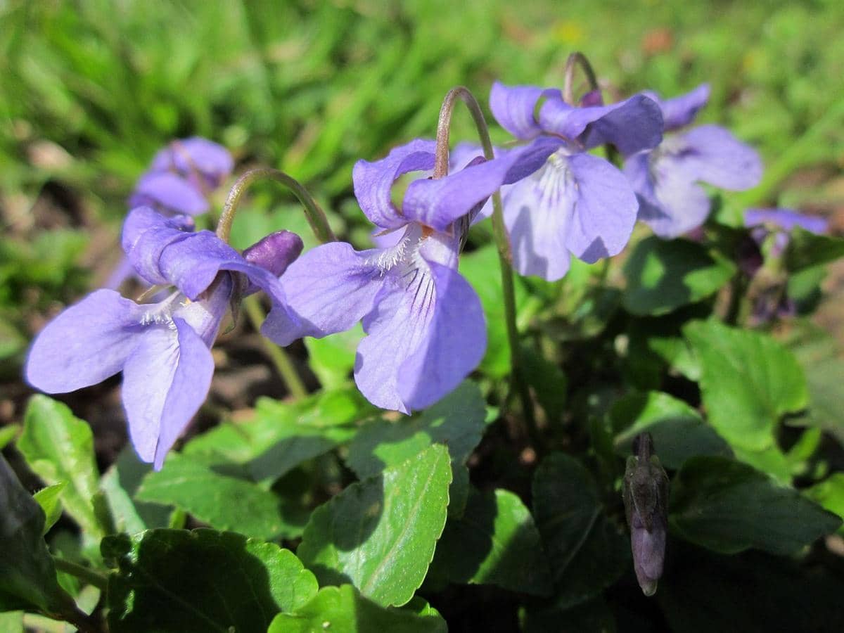 ilustrasi viola odorata
