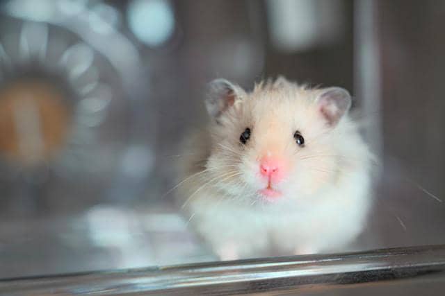ilustrasi hamster