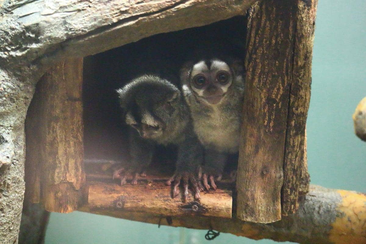 potret Higashiyama Zoo and Botanical Gardens