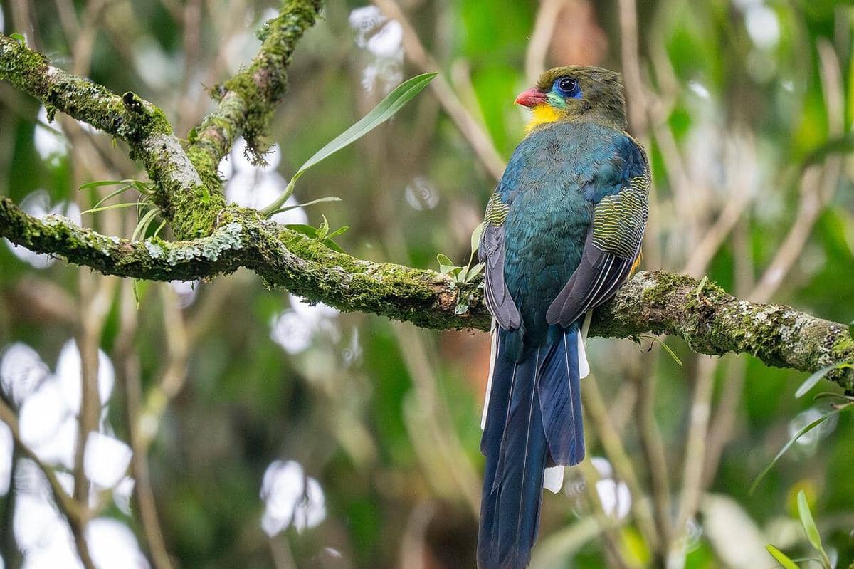 Burung luntur jawa bertengger di pohon.