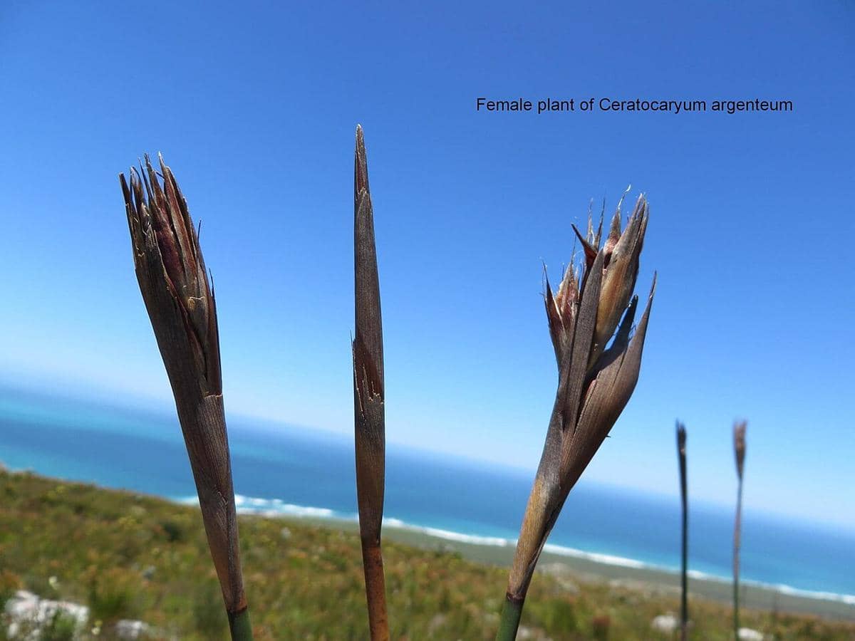 potret Ceratocaryum argenteum