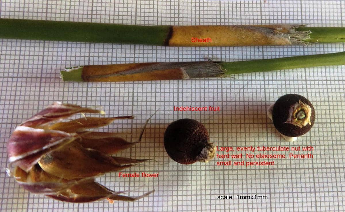 potret Ceratocaryum argenteum