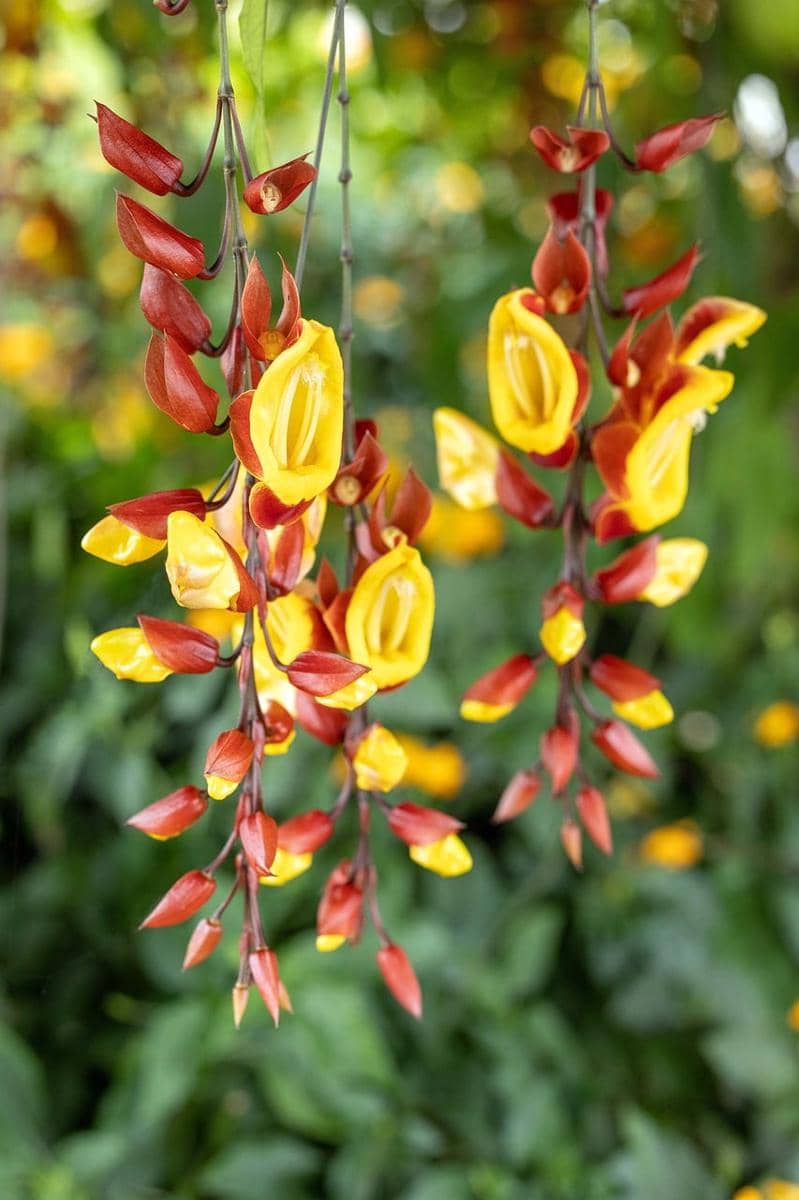 ilustrasi thunbergia mysorensis