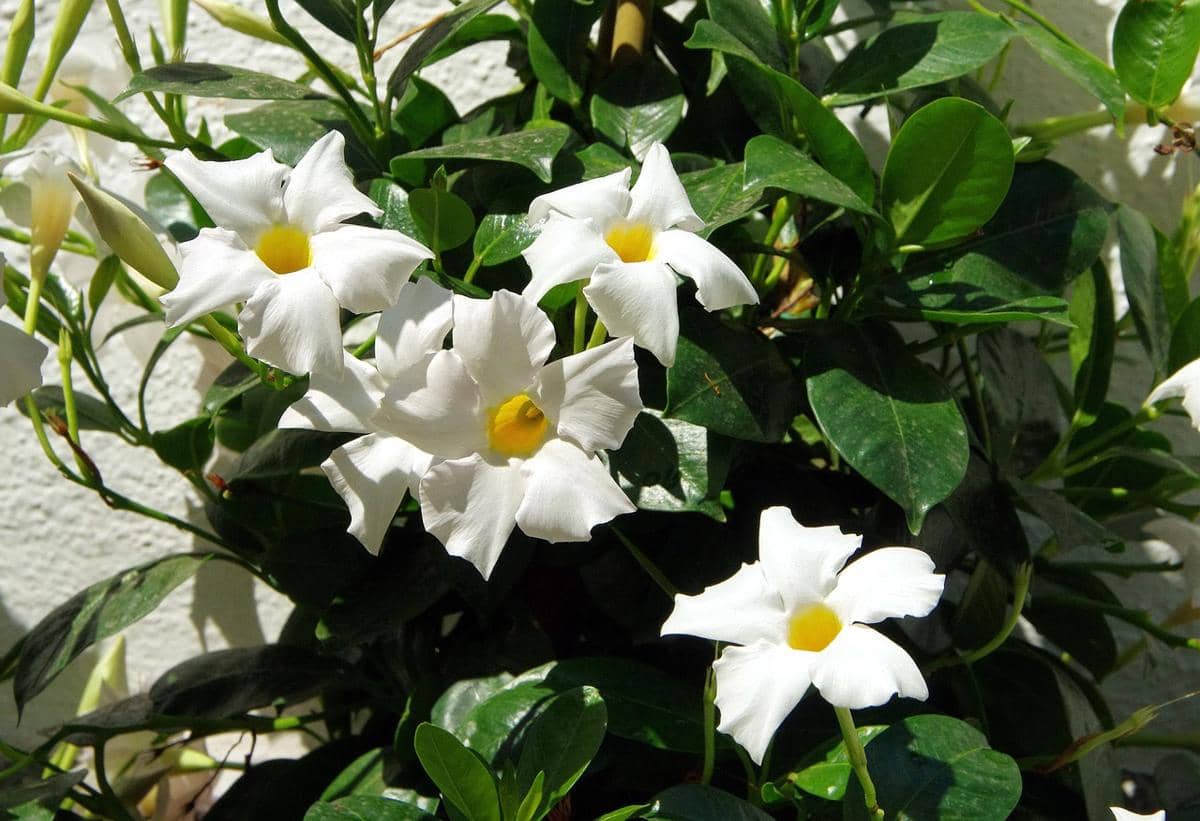 ilustrasi mandevilla boliviensis