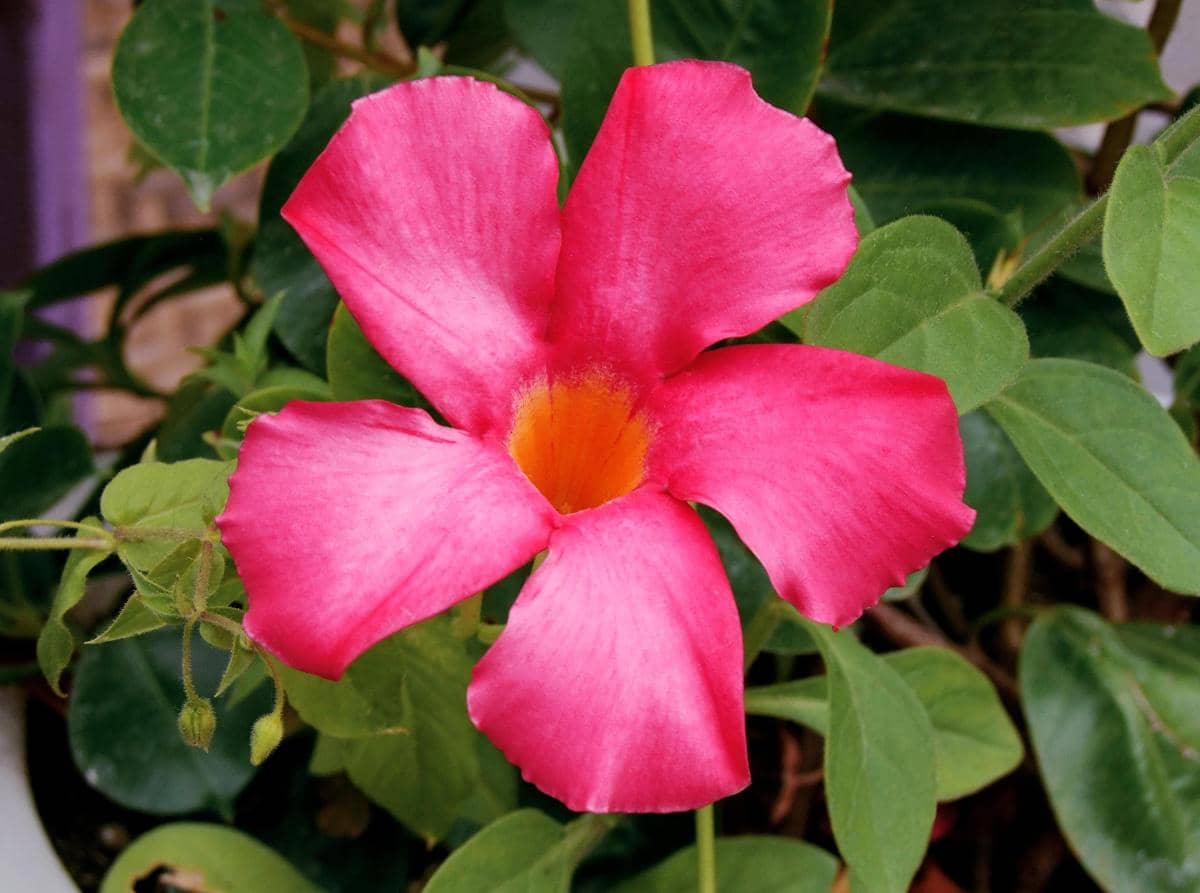 ilustrasi mandevilla