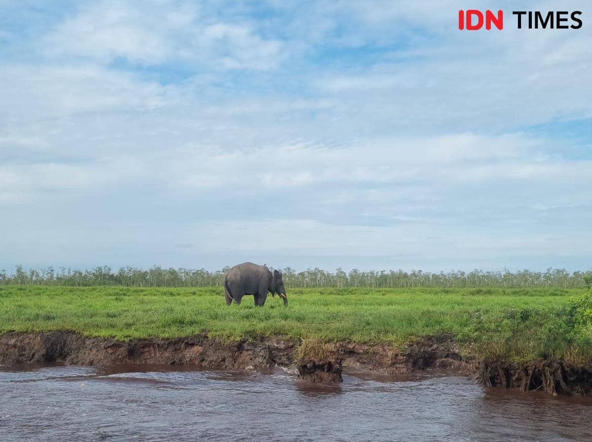 Karhutla Muncul di Padang Sugihan, BKSDA Fokus Lindungi Koridor Gajah