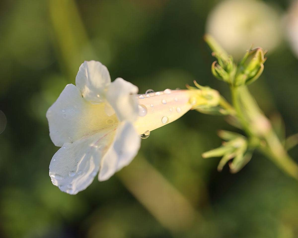 ilustrasi incarvillea sinensis