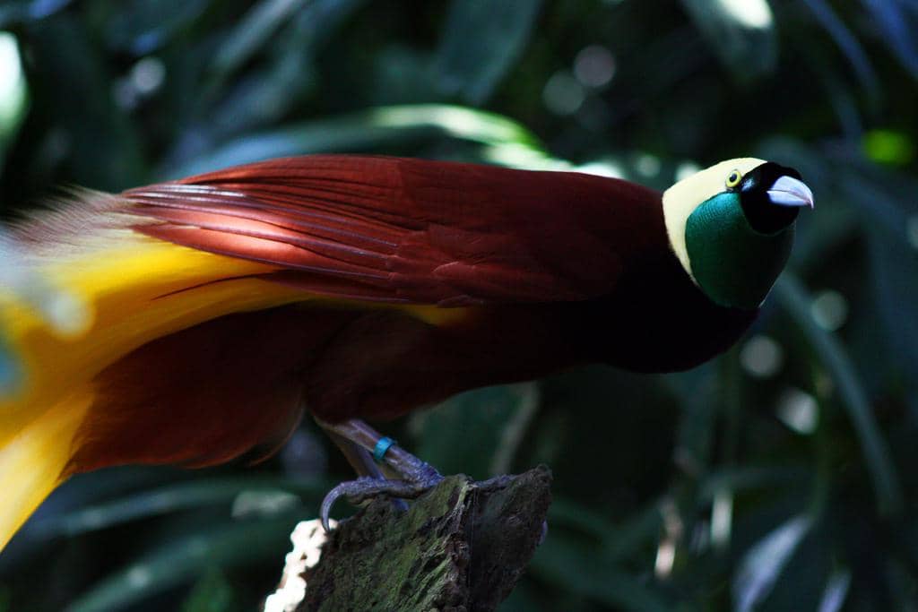 Burung cendrawasih
