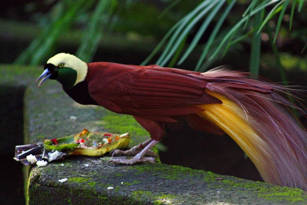 Mengenal Burung Cendrawasih dan 5 Fakta Uniknya