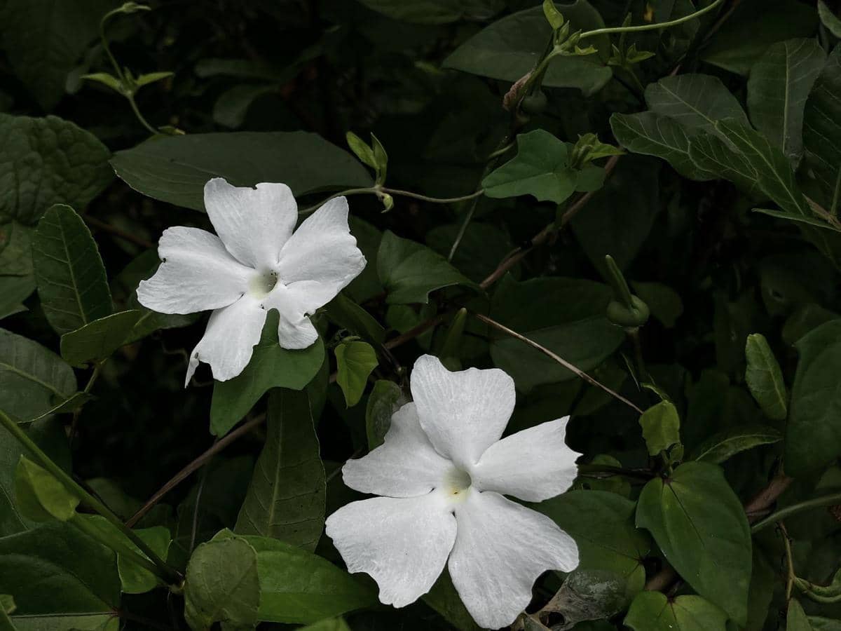 ilustrasi thunbergia fragrans
