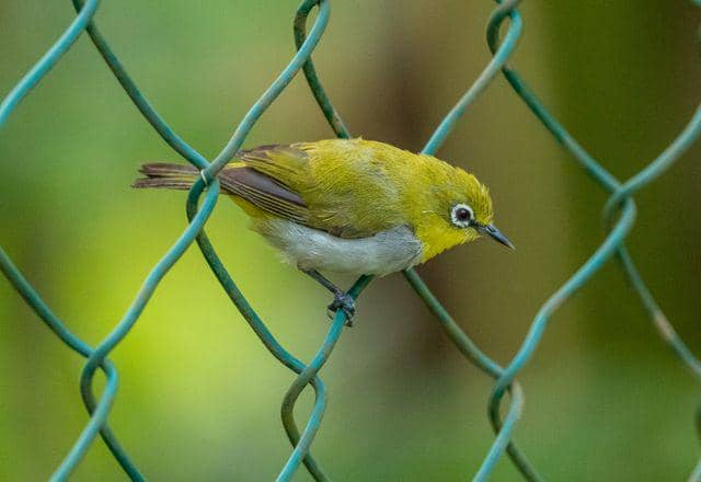 Ilustrasi burung pleci