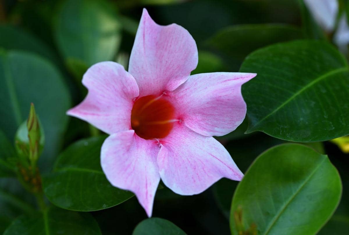 ilustrasi mandevilla sanderi