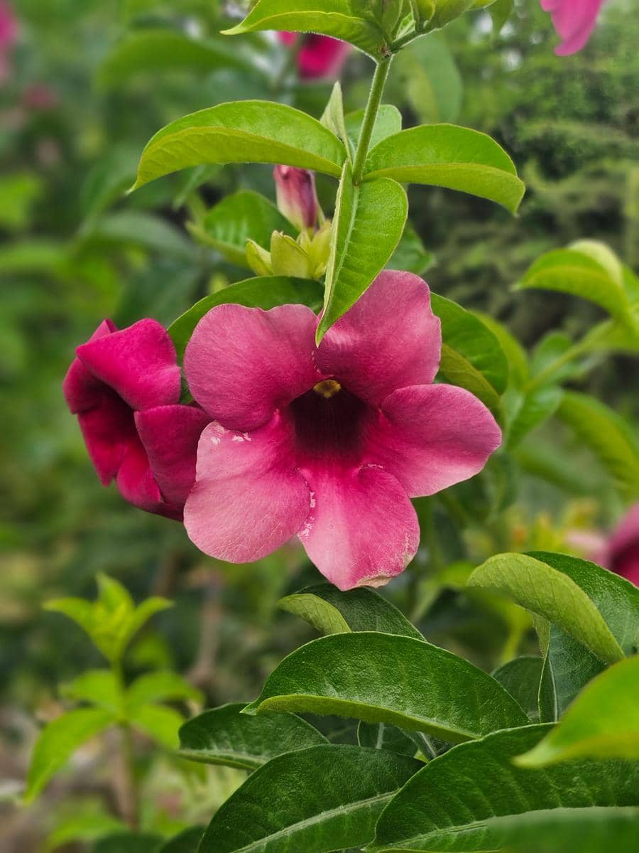 ilustrasi allamanda blanchetii