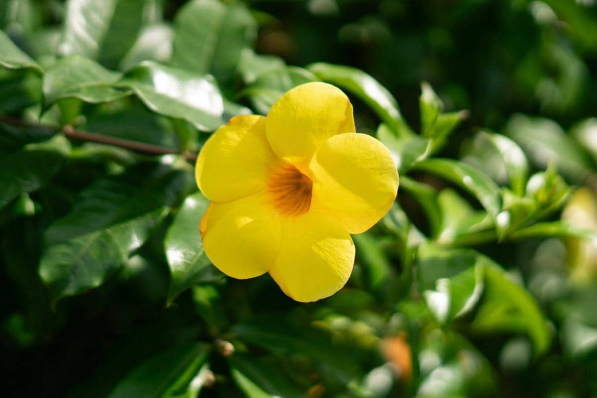 ilustrasi allamanda cathartica