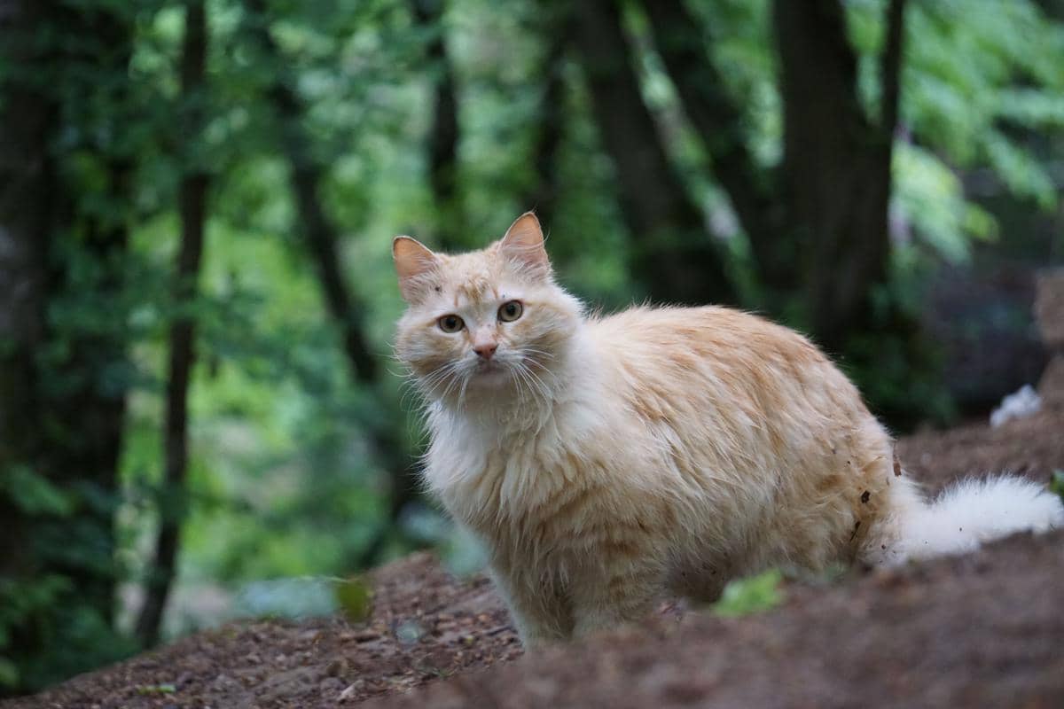 Kucing senang berpetualang.