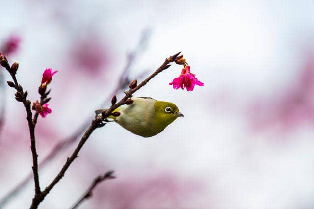 Ilustrasi burung pleci