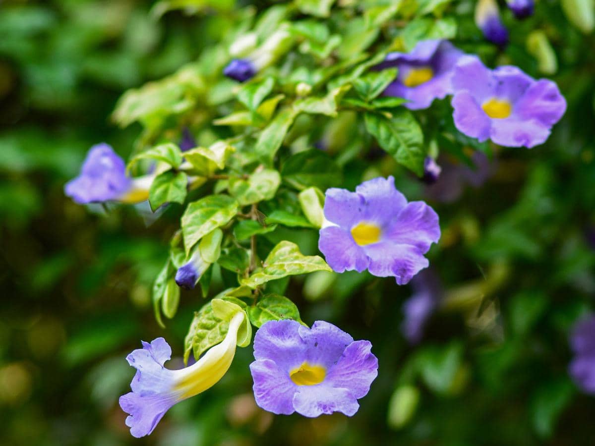 5 Jenis Bunga Thunbergia untuk Hiasan Rumah yang Indahnya Tiada Tara