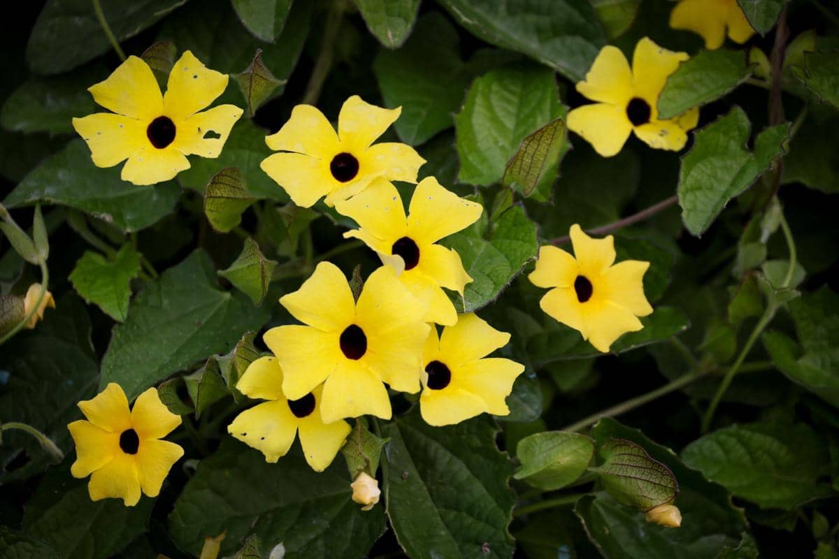 ilustrasi thunbergia alata