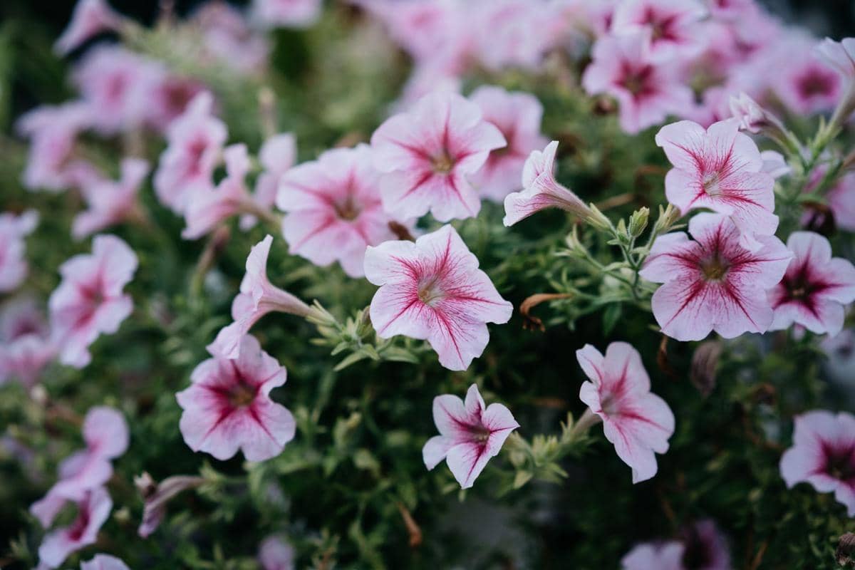 5 Tanaman Bunga Berbentuk Terompet dengan Warna Pink yang Elegan