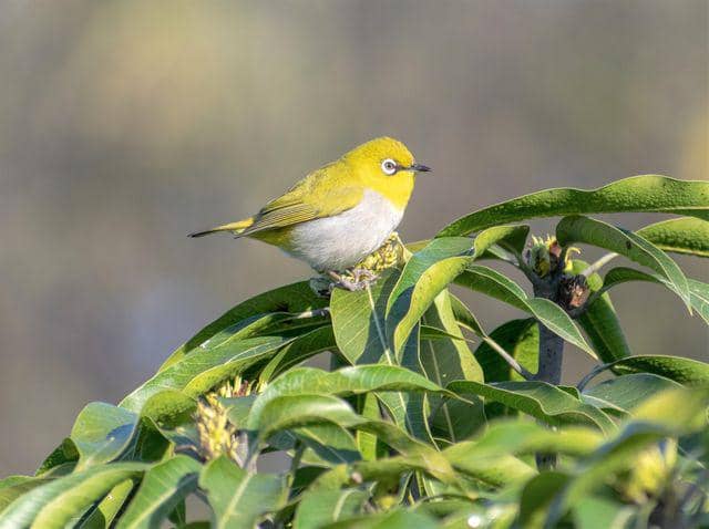Ilustrasi burung pleci